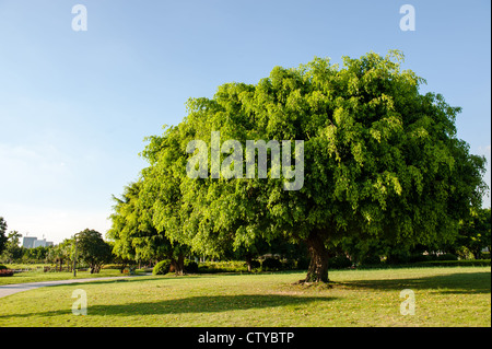 Banyanbaum wächst auf der Wiese im park Stockfoto