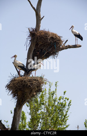 Drei Weißstörche (Ciconia Ciconia) bewachen ihre Nester in der Extremadura, Spanien Stockfoto