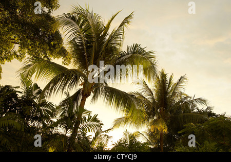 Palmwedel, Rascheln im wind Stockfoto