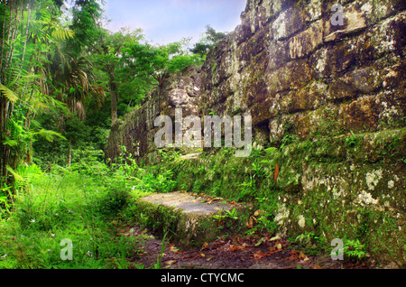 Tikal Maya Ruinen Monumente im Dschungel in der Nähe von Flores, Guatemala Stockfoto