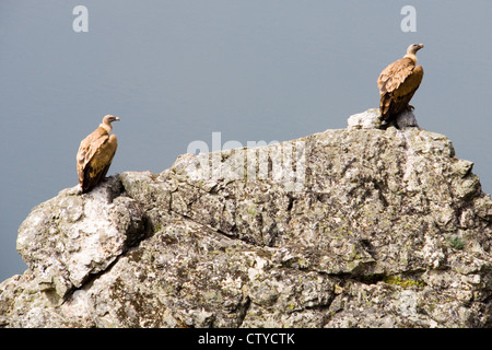 Zwei Gänsegeier (abgeschottet Fulvus) ruht auf einem Felsvorsprung in Monfrague Nationalpark, Extremadura, Spanien Stockfoto