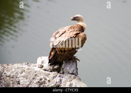Ein Gänsegeier (abgeschottet Fulvus) in Monfrague Nationalpark, Extremadura, Spanien Stockfoto