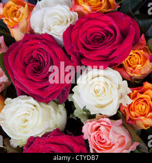 Rosenstrauss unterschiedliche viele farbige hautnah Stockfoto