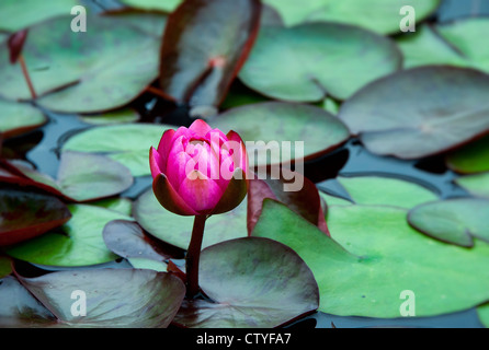 Blühende Seerose. Stockfoto