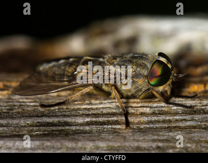 Weibliche Tabanus Bovinus (blass Riesen-Pferdefliege) Stockfoto