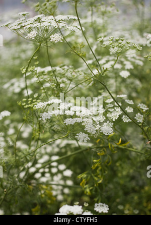 Zarte, weiße Sommer blühenden Doldengewächse, Ammi Majus (des Bischofs Blume), Oxfordshire, Vereinigtes Königreich, Juli Stockfoto