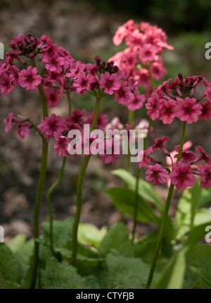 Primula Japonica 'Millers Crimson', April, Vereinigtes Königreich Stockfoto