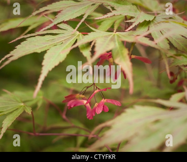 Acer Palmatum 'Katsura' (japanischer Ahorn) Probe Baum mit lebhaft orange und Purpur Seedheads können Stockfoto