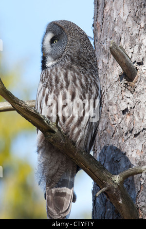 Strix Nebulosa Eule auf einem Ast sitzend Stockfoto