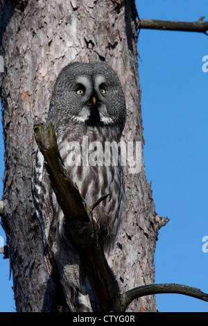 Strix Nebulosa Eule auf einem Ast sitzend Stockfoto