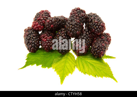 Frische Brombeeren mit Blätter - Studio gedreht mit weißem Hintergrund Stockfoto