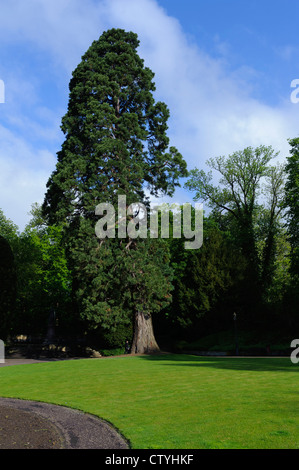 Parc Municipal in Luxemburg-Stadt Stockfoto