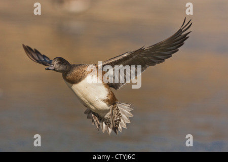 Amerikanische Pfeifente (Anas Americana) Erwachsenen landing, Bosque del Apache National Wildlife Refuge, New Mexico, USA Stockfoto
