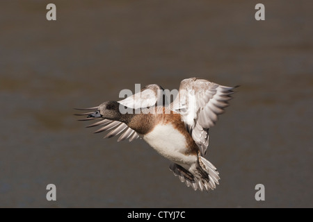 Amerikanische Pfeifente (Anas Americana) Erwachsenen landing, Bosque del Apache National Wildlife Refuge, New Mexico, USA Stockfoto