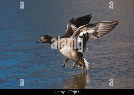 Amerikanische Pfeifente (Anas Americana) Erwachsenen landing, Bosque del Apache National Wildlife Refuge, New Mexico, USA Stockfoto