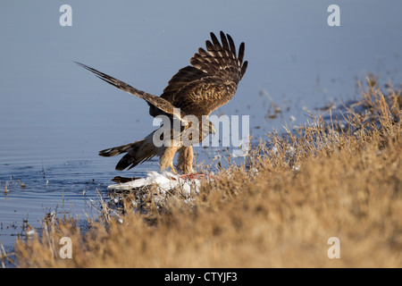 Northern Harrier (Circus Cyaneus) Erwachsenen Fütterung, Bosque del Apache National Wildlife Refuge, New Mexico, USA Stockfoto