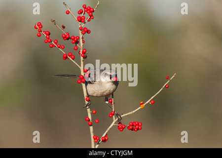 Nördliche Spottdrossel (Mimus Polyglottos), Erwachsene Essen Possum Haw Stechpalme (Ilex Decidua) Beeren, Starr County, Texas Stockfoto