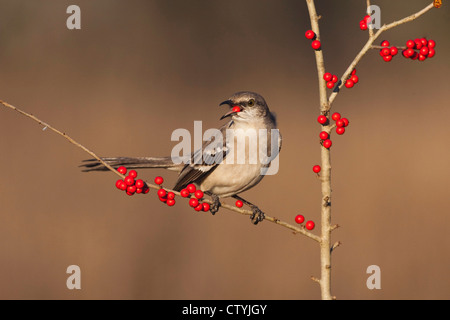 Nördliche Spottdrossel (Mimus Polyglottos), Erwachsene Essen Possum Haw Stechpalme (Ilex Decidua) Beeren, Starr County, Texas Stockfoto