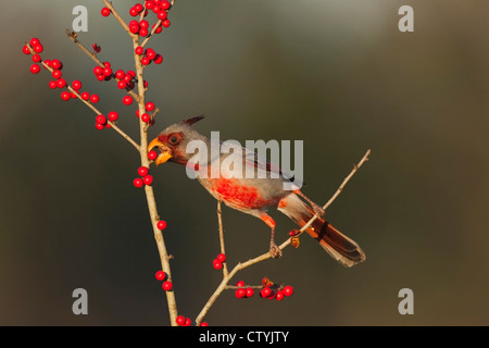 Pyrrhuloxia (Cardinalis Sinuatus), männliche Essen Possum Haw Stechpalme (Ilex Decidua) Beeren, Starr County, Rio Grande Valley, Texas Stockfoto