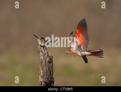 Pyrrhuloxia (Cardinalis Sinuatus), männliche und Black-throated Spatz (Amphispiza Bilineata)-Face off, Starr County, Texas Stockfoto