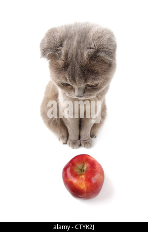 Katze finden Äpfel isoliert auf weiss Stockfoto