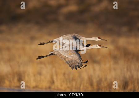 Sandhill Kran (Grus Canadensis) Erwachsene im Flug, Bosque del Apache National Wildlife Refuge, New Mexico, USA Stockfoto