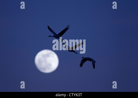 Sandhill Kran (Grus Canadensis) Erwachsene im Flug, Bosque del Apache National Wildlife Refuge, New Mexico, USA Stockfoto