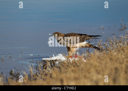 Northern Harrier (Circus Cyaneus) Erwachsenen Fütterung, Bosque del Apache National Wildlife Refuge, New Mexico, USA Stockfoto