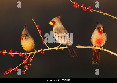 Pyrrhuloxia (Cardinalis Sinuatus), männliche und weibliche Essen Possum Haw Stechpalme (Ilex Decidua) Beeren, Starr County, Texas Stockfoto