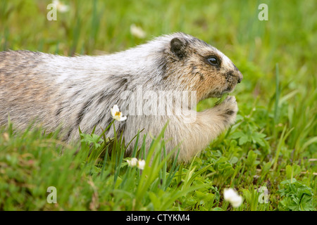 Hoary Murmeltier (Marmota Caligata) Essen Grass, Northern Rockies Stockfoto