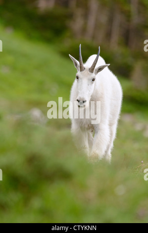 Bergziege Umwelt Portrait, Northern Rockies Stockfoto