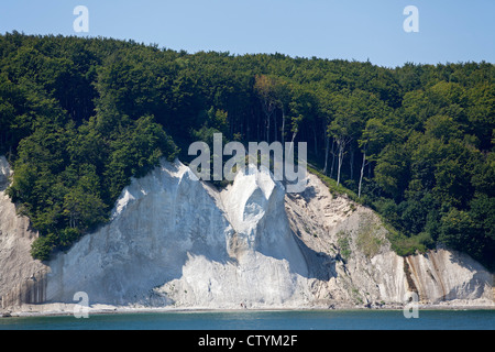 Kreidefelsen in der Nähe von Sassnitz, Halbinsel Jasmund, Insel Rügen, Ostseeküste, Mecklenburg-West Pomerania, Deutschland Stockfoto