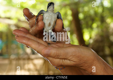 Grüne Meeresschildkröte Jungtier, Kosgoda Turtle Centre, Kosgoda, Sri Lanka Stockfoto