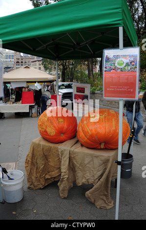 Stehen Sie mit zwei orange geschnitzten Kürbisse Werbung die Arbeit der Maniac Kürbis Schnitzer, Union Square Green Market, New York Stockfoto