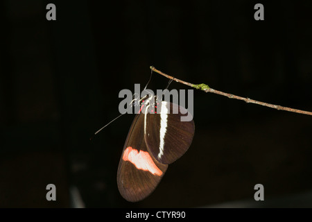 Schmetterling im Ruhezustand auf Ast Stockfoto