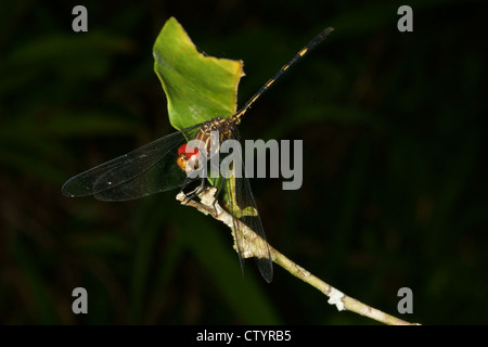 Libelle auf Ast Stockfoto