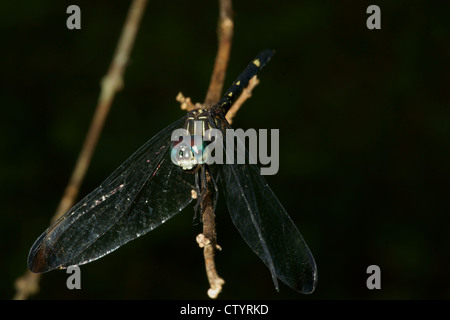 Libelle auf Ast Stockfoto
