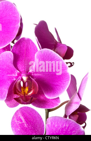 Schönen Stamm des lebendigen lila farbige Orchidee blüht isoliert auf weißem Hintergrund. Stockfoto