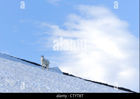 Eine Bergziege (Oreamnos Americanus) steht am Anfang ein Schneefeld im Glacier National Park, Montana Stockfoto