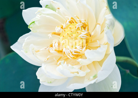 Blühende lotus Stockfoto