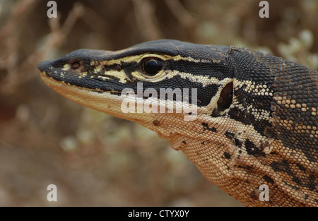 Sand-Monitor (Varanus Gouldii), Western Australia Stockfoto