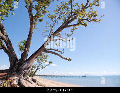 Mangroven-Baum am Strand Cardwell, schwer getroffen von Yasi, mit Wahrzeichen Pier in der Entfernung, Queensland, Australien Stockfoto