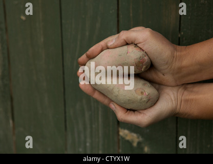 Kartoffel-Herz in Händen auf hölzernen Hintergrund Stockfoto