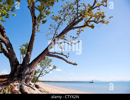 Mangroven-Baum am Strand Cardwell, schwer getroffen von Yasi, mit Wahrzeichen Pier in der Entfernung, Queensland, Australien Stockfoto