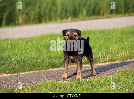 Border Terrier auf dem Pfad im freien Stockfoto