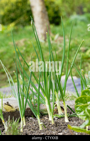 Allium cepa, die Japanische Zwiebel enshyu Gelb" im Frühjahr. Stockfoto