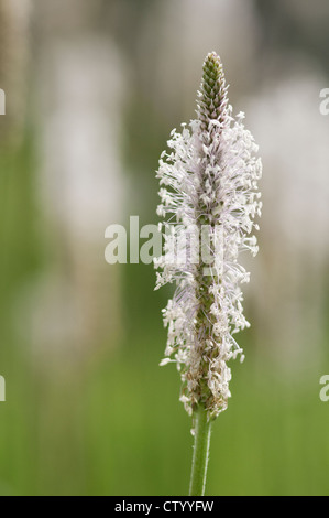 Plantago Lanceolata, Wegerich, Spitzwegerich, weiß. Stockfoto