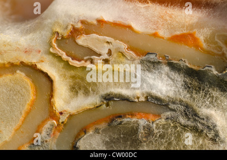 Verschimmelte Pasta Box Schule Mittagessen vergessen Penicillin Wachstum mit Hyphen lange Verzweigung filamentöse Struktur imprägniert Stockfoto