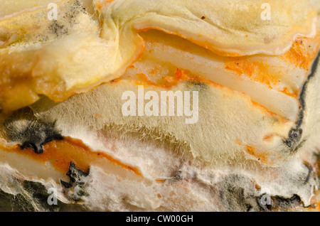 Verschimmelte Pasta Box Schule Mittagessen vergessen Penicillin Wachstum mit Hyphen lange Verzweigung filamentöse Struktur imprägniert Stockfoto