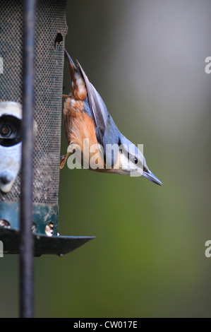 Ein Kleiber auf ein Vogelhaus UK Stockfoto